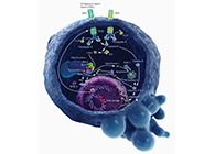 HQL制药、常州隆赛和上海不朽情缘mg官网将共同研新型抗癌药物