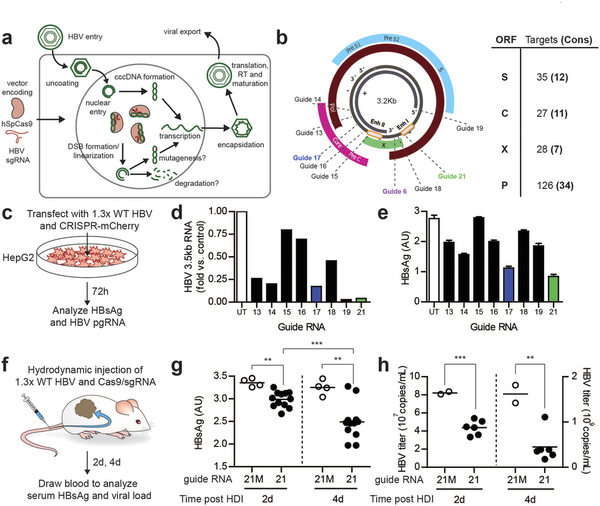 攻克乙肝不是梦，基因编辑靶向“剪切”乙肝病毒
