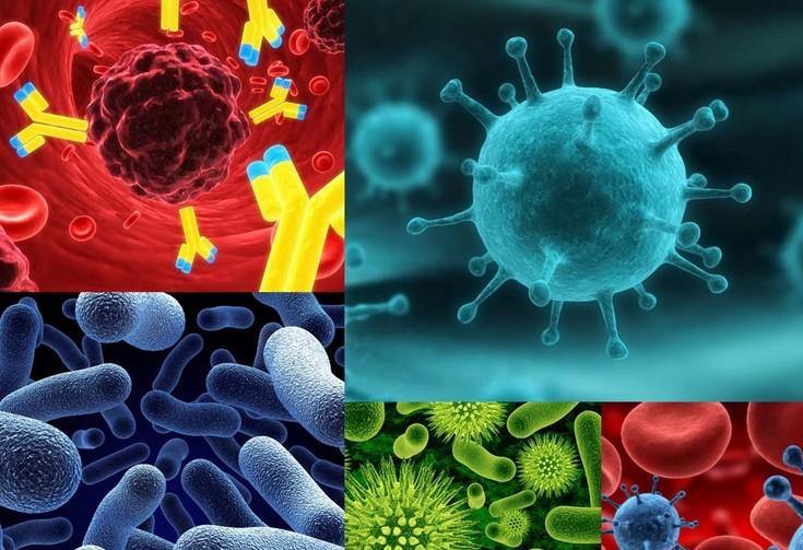 原位杂交技术的基本流程有哪些？