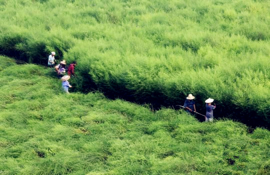 国内青蒿素产业现状：难觅国内药企身影