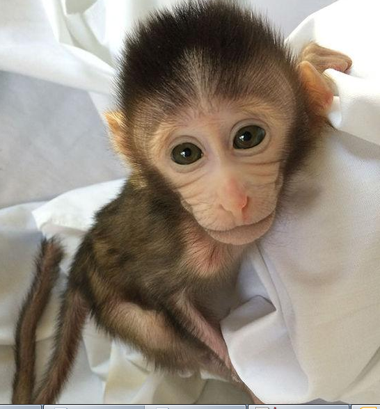 转基因猴成攻克自闭症利剑，首个非人灵长类自闭症模型建立