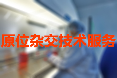 原位杂交技术的分类有哪些？