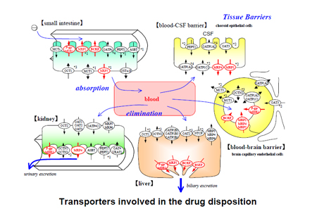药物转运体在药物吸收、分布、代谢、排泄中的作用