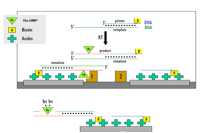 检测Ru信号值来评判酶的催化和抑制的活性