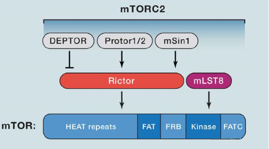 mTORC2的组成蛋白主要有Rictor、mSin1、mSLT8和Protor等
