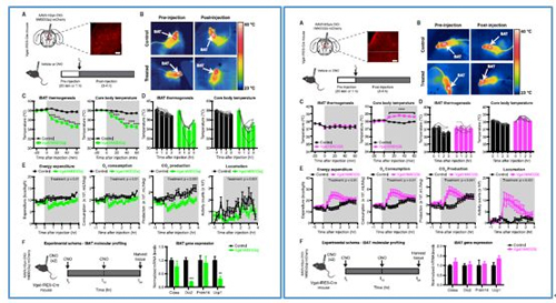 对神经元的激活会减少棕色脂肪产能，减少身体活动，从而抑制能量的消耗；相反，抑制神经元会提高能量的消耗。