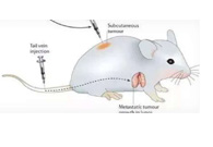 围观:临床前小鼠模型如何。