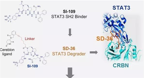 结构优化得到的SH2结合分子SI-109与CRBN结合，得到SD-36
