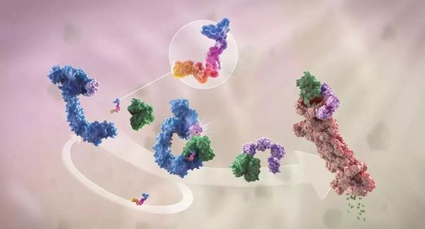 蛋白降解剂（多色）结合了1个靶蛋白（绿色）和1个E3泛素连接酶（蓝色），驱动基于蛋白酶体（橙色）的靶蛋白泛素化（紫色）和降解。