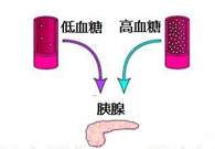 调节血糖稳态，GK负重前行