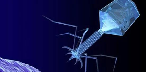 噬菌体疗法、溶瘤病毒，以及构建细胞表达载体的病毒转染因子等都体现出病毒对人类善良温和的一面