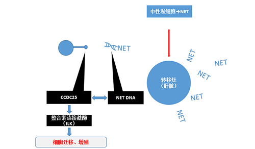 除了单纯的捕获，NET DNA与CCDC-25的结合还增强了癌细胞的侵袭行为，促进了癌症的肝转移。