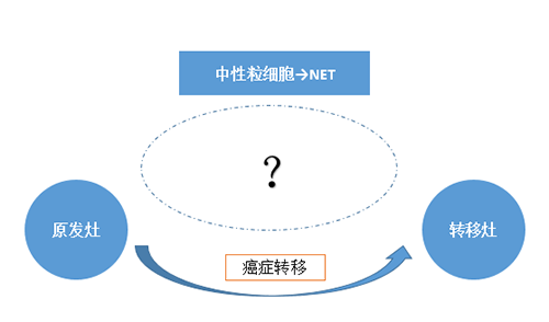 NET可能会通过某些方式“捕获”或“唤醒”癌细胞，从而造成癌细胞的迁移。