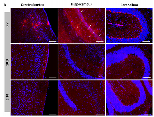 被包裹在含有NT-类脂质的LNP中的Cre重组酶成功转移。大脑中的转染神经元呈红色高亮。