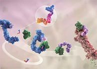 LYTAC出世，与PROTAC并肩作战针对不可成药的靶点