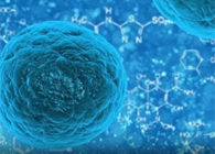 攻克三阴性乳腺癌，蜜蜂毒液竟是关键？