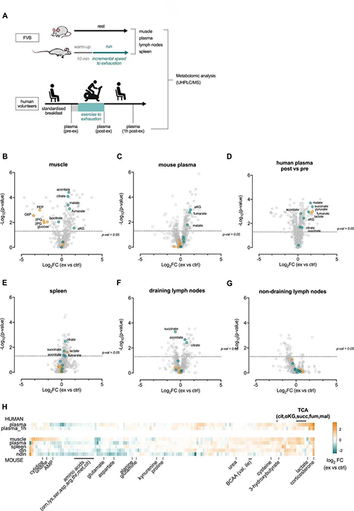 急性运动会改变血浆和淋巴器官的代谢状况 （来源：e Life）