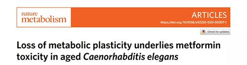在线虫和人类原代细胞中，当在其寿命晚期提供二甲双胍时，二甲双胍会缩短寿命，这与二甲双胍在年轻生物体中的积极作用相反。