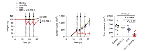 与对照组及仅使用PD-1疗法的模型小鼠对比，采用短期饥饿配合PD-1疗法的393P细胞同源移植肿瘤小鼠体内的肿瘤体积有了明显的收缩。