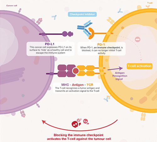 饿了吗？饿一饿原来可以辅助PD-1抑制剂肿瘤免疫治疗 