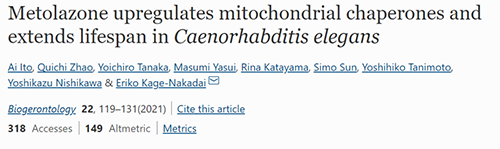 来自日本大阪市立大学的科学家搜索了现有药物的化学“文库”，他们发现一种名为美托拉宗的抗高血压药可延长秀丽隐杆线虫的寿命，标志着抗衰老药物开发的第一步