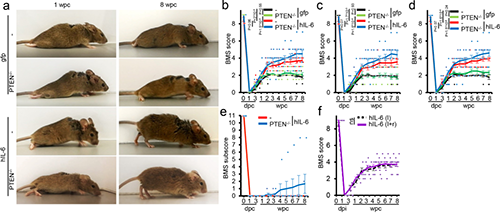 Hyper-IL-6促进功能恢复(来源：Nature)