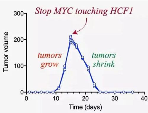 可以“融化”肿瘤的蛋白质，你一定没有听说过！