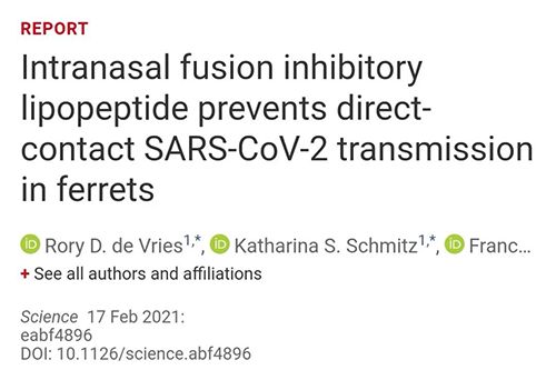 Science速递|鼻喷雾剂可阻止新冠肺炎传播，在雪貂实验中已初获成效