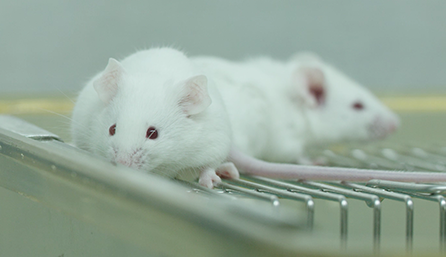 不朽情缘mg官网临床前研究-药效学、药代动力学和临床前研究服务