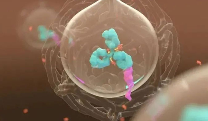 美研 | ADC，为靶向给药而精准深耕