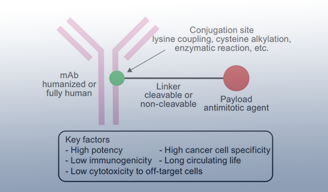 ADC药物：迎接市场热潮，攻破研发壁垒