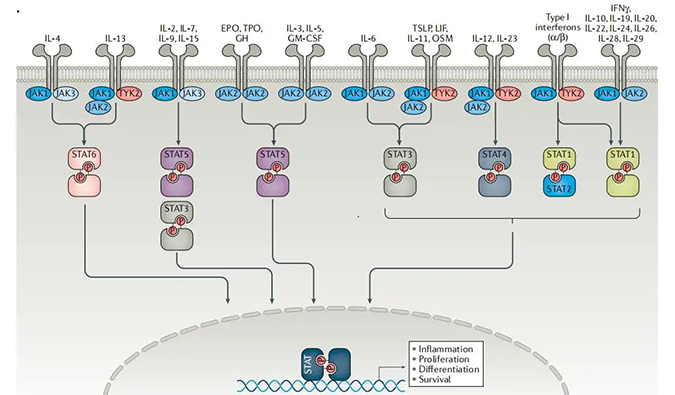 精准建模，把握解开自身免疫性疾病治疗研究的钥匙
