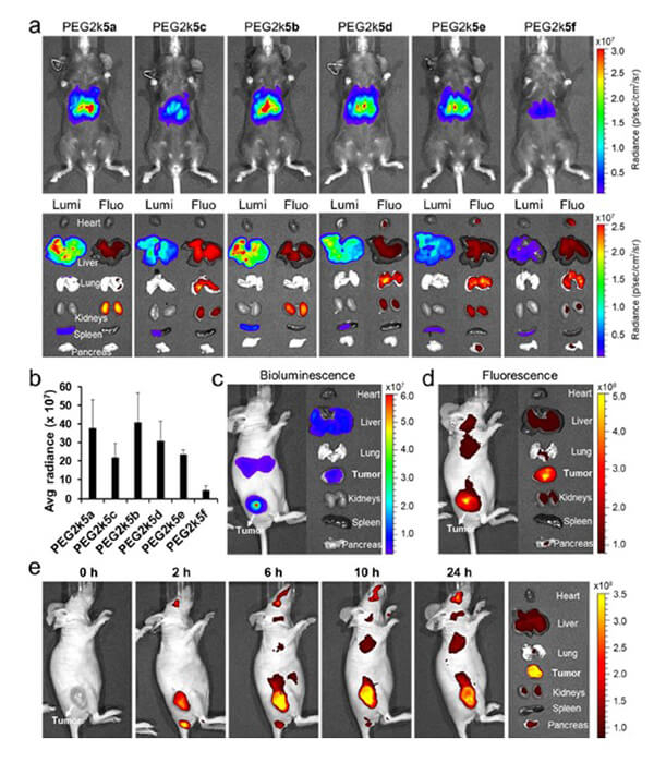 递送和NIR影像，Luc mRNA; Ⅳ and intra-tumoral.jpg
