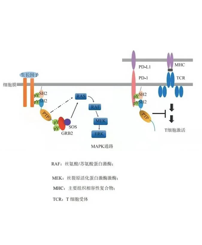 不朽情缘mg官网助力凌达生物SHP2变构抑制剂RG001片获批临床.jpg