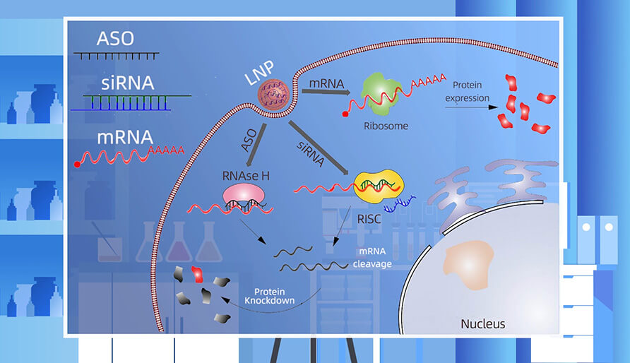 核酸药物的作用机制主要有哪些？