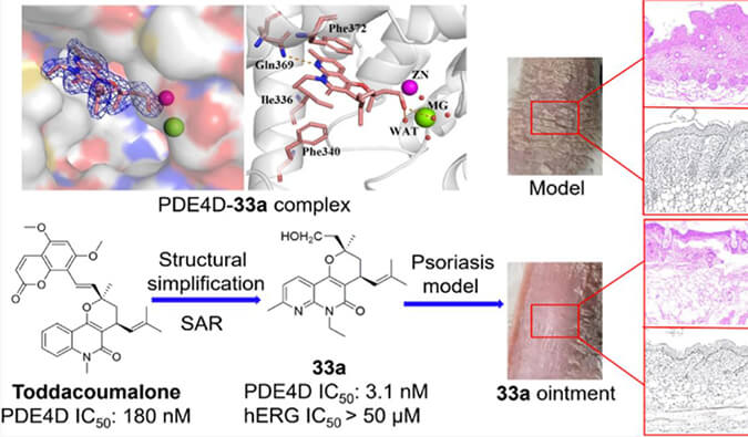 发现用于局部治疗牛皮癣的新型PDE4抑制剂，小鼠、大鼠和人肝微粒体的代谢稳定性实验通过不朽情缘mg官网测定