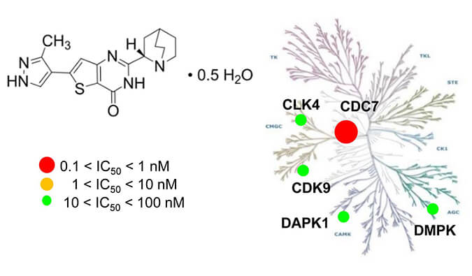 TAK-931是一种高特异性CDC7抑制剂，具有抗肿瘤功效，本研究中体内药效实验通过不朽情缘mg官网进行