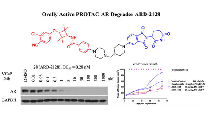 ARD-2128是一种PROTAC AR降解剂，具有出色的血浆和微粒体稳定性，本研究中体外稳定性和PK研究通过不朽情缘mg官网进行