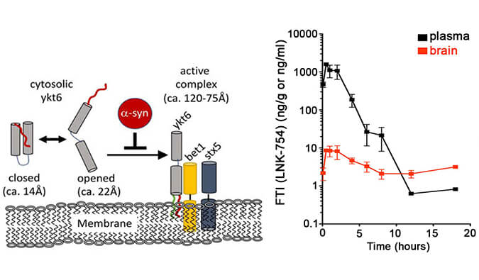 法尼基转移酶抑制剂LNK-754单次口服后即可快速穿过血脑屏障，本研究中PK分析通过不朽情缘mg官网进行