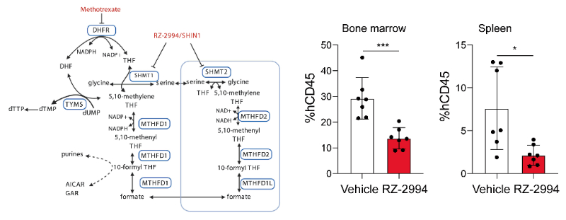 研究人员使用RZ-2994来表征抑制SHMT1/2在T细胞急性淋巴细胞白血病 (T-ALL) 中的作用，RZ-2994通过不朽情缘mg官网定制合成