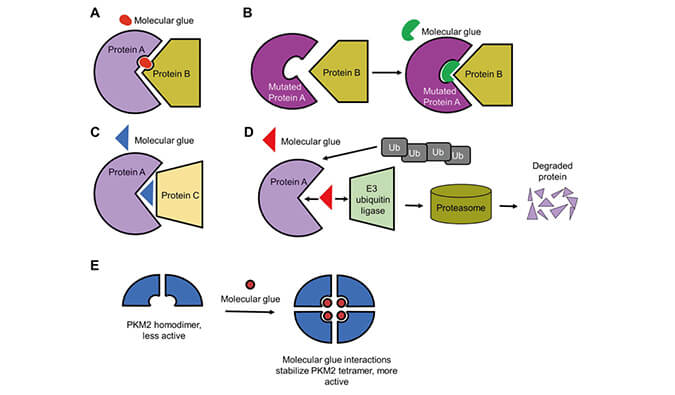 靶向蛋白降解系列（三）：分子胶，挑战不可成药