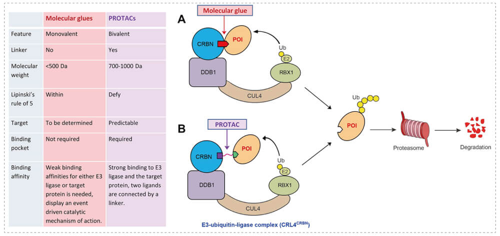 3-通过泛素-(Ub)-蛋白酶体系统降解目标蛋白-(POI)-示意图：分子胶(A)；PROTAC-(B).jpg