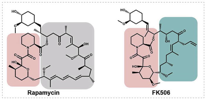 5-雷帕霉素、FK506-诱导的-FKBP-蛋白质相互作用.jpg