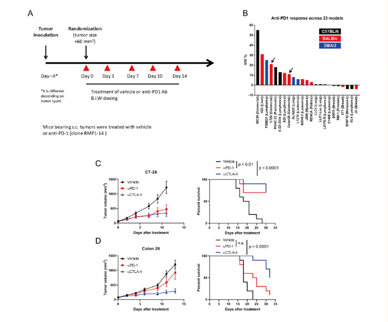 免疫检查点阻断疗法改变了癌症治疗的范式，此研究中通过不朽情缘mg官网在23 个同源肿瘤模型中进行了抗PD-1抗体的体内研究