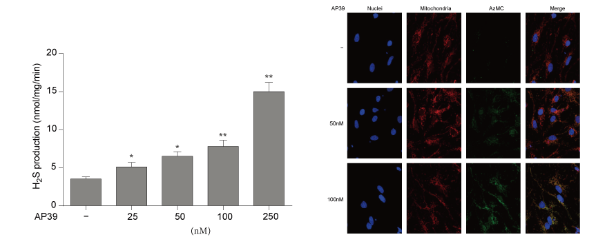 AP39是一种新合成的线粒体靶向的H2S供体，本研究中AP39通过不朽情缘mg官网设计和合成