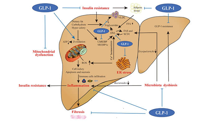 谁将成为 2024年全球生物医药首个黑马？NASH领域突破性药物即将问世？