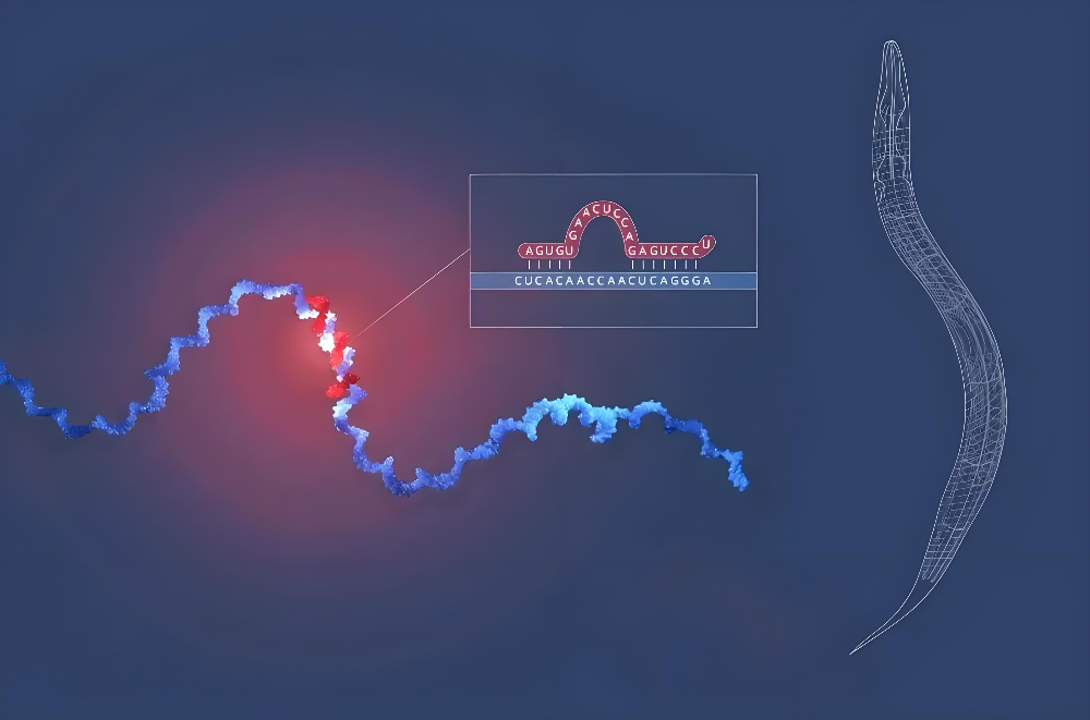 miRNA成诺贝尔奖明星分子，不朽情缘mg官网正全速赋能核酸药物研发