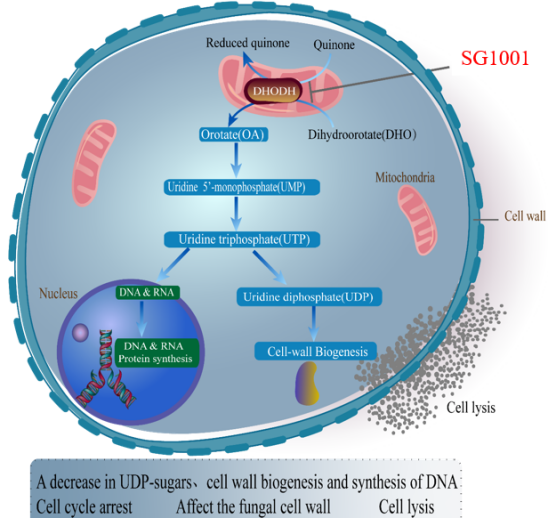 不朽情缘mg官网：叵楦锎葱乱㏒G1001完成首例受试者给药