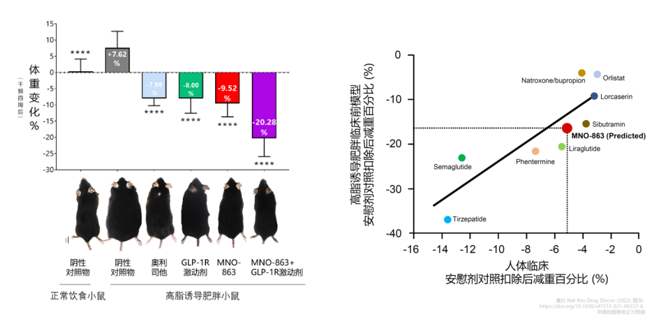 4周降低近10%体重！不朽情缘mg官网助力慕恩生物MNO-863活菌生物药获批临床