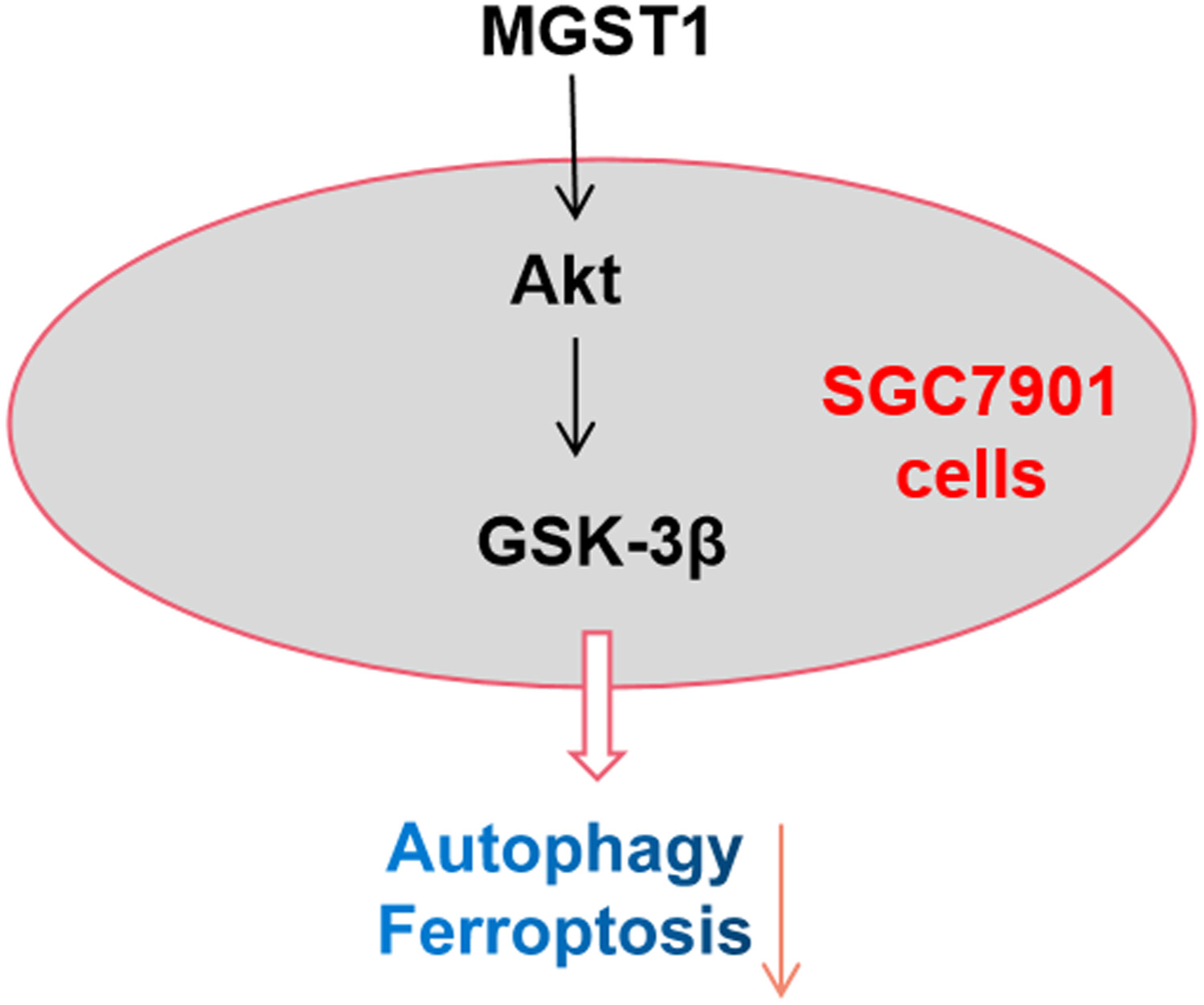 MGST1过表达通过激活Akt/GSK-3β信号通路诱导胃癌细胞增殖，本研究中MGST1过表达等体外实验通过不朽情缘mg官网进行
